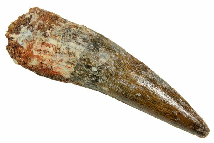 Fossil Spinosaurus Tooth - Real Dinosaur Tooth #373710